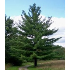 Pine - White